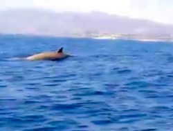 Φάλαινα φυσητήρας εμφανίστηκε στην Κρήτη.